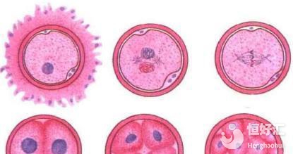 冷冻胚胎什么时候移植最好？这个时间段不可错过